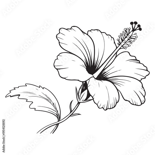Detailed black and white illustration of a hibiscus flower with delicate shading a striking silhouette