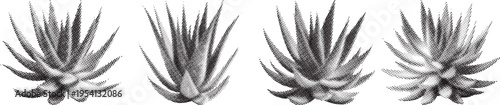 Four monochrome agave plants in halftone dot pattern isolated on transparent background