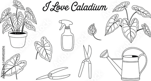 Caladium Plant Care Line Art leaf leaves