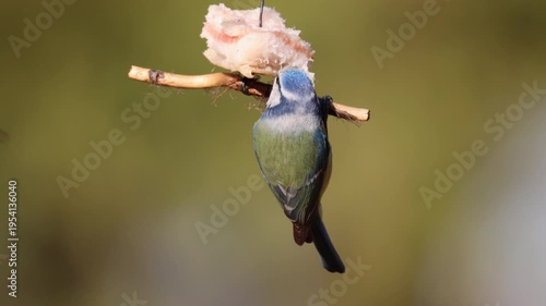 A close-up of a Eurasian blue tit (Cyanistes caeruleus) clinging to a wooden stick while feeding on a piece of lard. The bird is captured with its back to the camera lens.