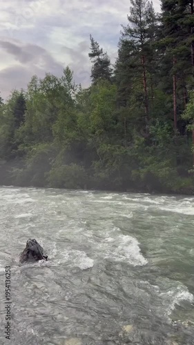 FAST FLOWING MOUNTAIN RIVER WITH TURBULENT WATER AND ROCKS SURROUNDED BY DENSE GREEN FOREST. MISTY ATMOSPHERE, WILDERNESS SCENERY, NATURE, ADVENTURE AND OUTDOOR TRAVEL CONCEPT.
