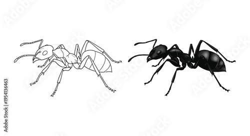 Vector graphic illustration of an ant in detailed outline line art and a solid black filled design.