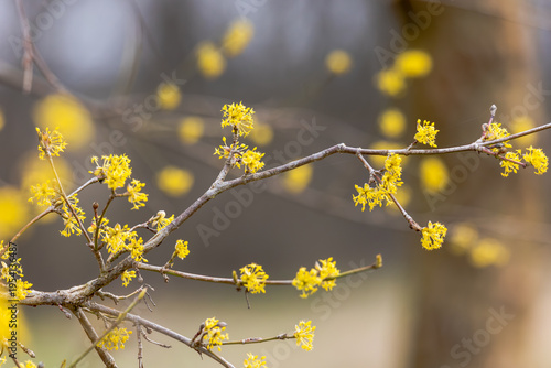 Yellow Cornelian Cherry Blossoms on Branch with Soft Background in Early Spring