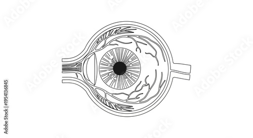 Anatomical Cross Section of Human Eye Diagram Line Art on Isolated White Background
