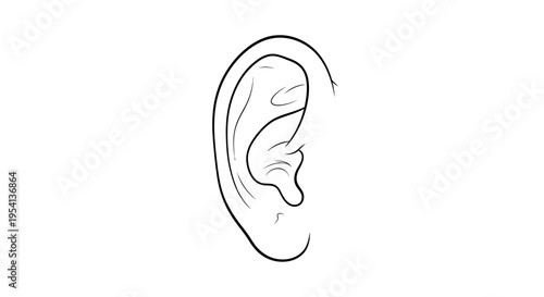 Detailed Human Ear Anatomy Line Art for Hearing on Isolated White Background