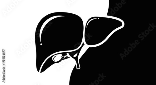 Human Liver and Gallbladder Anatomy Silhouette on Isolated White Background