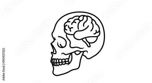 Human Skull with Brain Inside Anatomy Outline, isolated white background