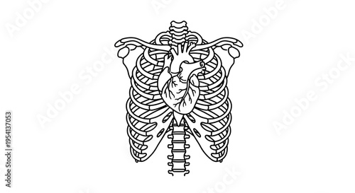 Human rib cage and heart anatomy illustration, isolated white background.