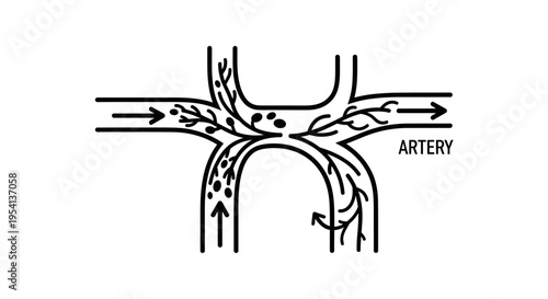 Artery Blood Flow Circulatory System Diagram, isolated white background