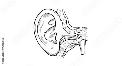 Human Ear Internal Structure Hearing Organ Outline, isolated white background