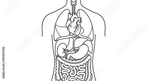 Detailed human torso with internal organs anatomy illustration, isolated white background.