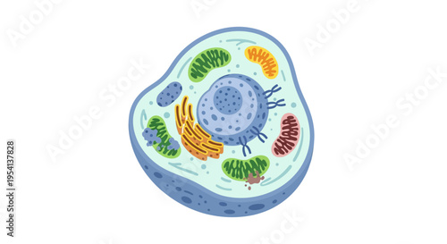 Vibrant Animal Cell Diagram: Illustrative Vector of Basic Eukaryotic Cell Structure with Nucleus, Mitochondria, and Organelles for Biology Education