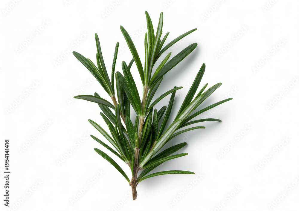 Fototapeta premium Rosemary sprig on white background green leaves herb