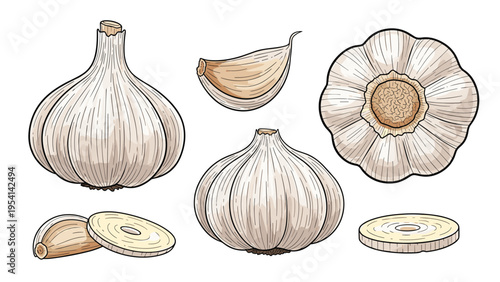 Set of detailed hand drawn garlic bulbs whole cloves and cross section slices isolated on white background for culinary and spice design.