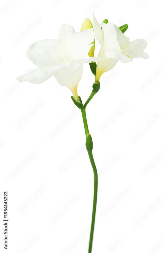 Obraz premium Beautiful tender freesia flowers isolated on white