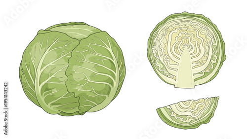 Fresh green cabbage whole head cross section half and small slice isolated on white background for food and cooking design concepts.