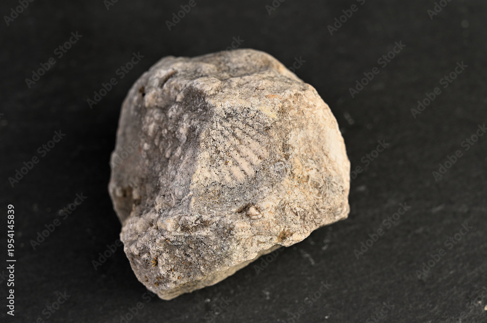 Obraz premium Close-up of a rough, textured sedimentary rock with visible fossilized imprints on a dark background