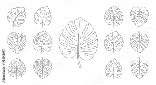 Monstera deliciosa leaves line art.