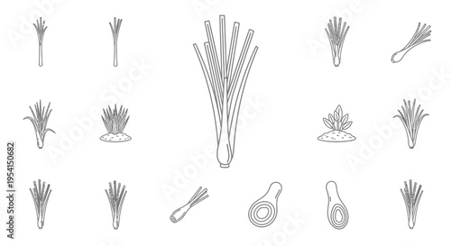 Onion Bulb Vegetable Illustration Set.