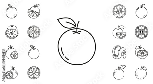 Variety of citrus fruits illustrations.