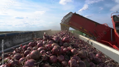 High Angle View of Onion Harvester Filling Long Truck Trailer with Red Onions. The trailer is nearly full, with a massive pile of onions in the foreground.  Search ONIONPROD2025 for more clips.