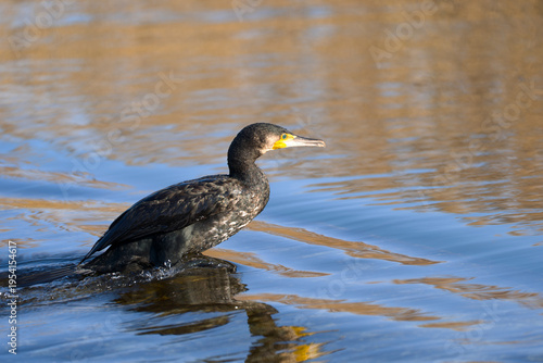 Cormorant water bird at Glatt river with Lake Greifensee in the background on a sunny late winter day. Photo taken March 19th, 2026, Zurich Fällanden, Switzerland.