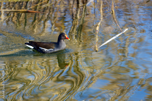 Moorhen water bird swimming on Glatt river with Lake Greifensee in the background on a sunny late winter day. Photo taken March 19th, 2026, Zurich Fällanden, Switzerland.