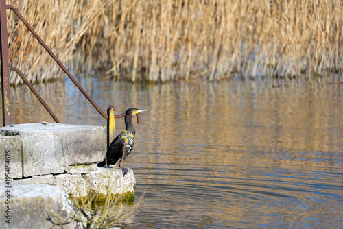 Cormorant water bird at Glatt river with Lake Greifensee in the background on a sunny late winter day. Photo taken March 19th, 2026, Zurich Fällanden, Switzerland.
