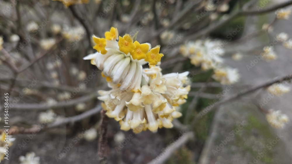 Obraz premium Macro view of cream and yellow tubular blossom cluster on woody shrub in botanical garden madrid for nature background and floral study. Edgeworthia (paper bush), Edgeworthia chrysantha