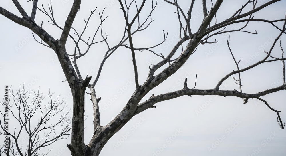 Naklejka premium A leafless tree branch stretches towards a cloudy sky on a gloomy day in a natural landscape with a bare tree and a gray atmosphere.