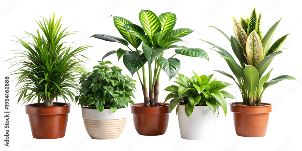 Fototapeta premium Six potted plants isolated on white background green plants