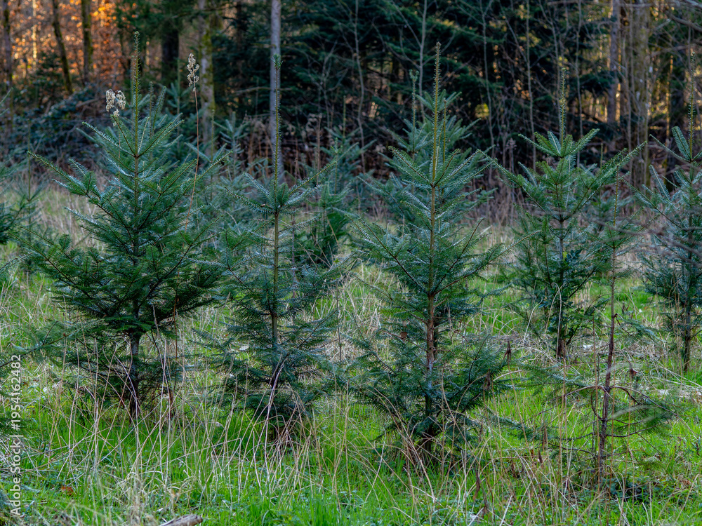 Obraz premium Wiederaufforstung im Wald im Frühjahr