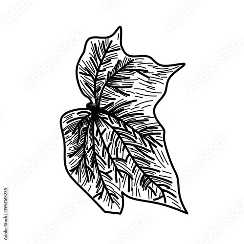 Botanical Illustration of a Cucumber Plant Leaf in Line Art Style