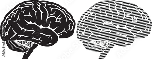 Comparison of a lateral and medial view of the human brain's hemispheres.