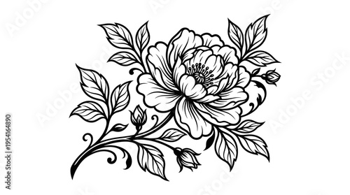 Detailed Black and White Peony Flower.