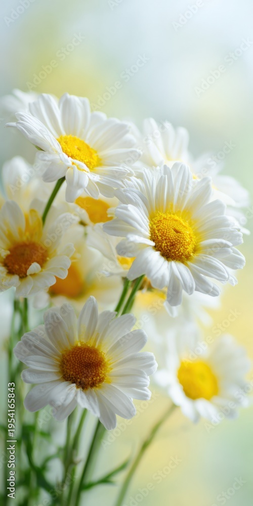 Fototapeta premium White yellow daisies bouquet closeup soft light springtime blossoms with layered petals lush cluster and warm pastel backdrop