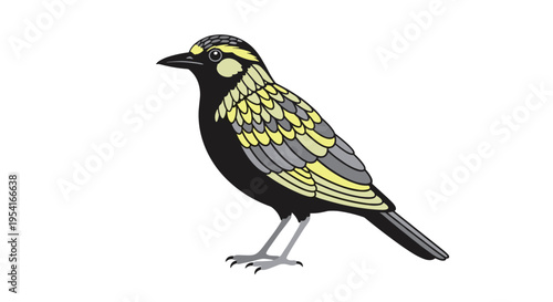 Colorful illustration of a songbird with striking black plumage and bright yellow wing patterns on a white background.