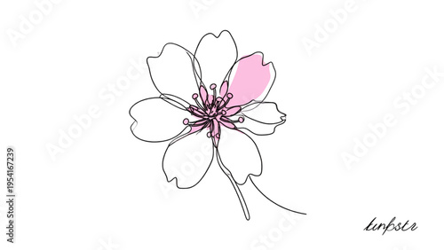 Minimalist cherry blossom flower line art with pink accent, hand-drawn floral illustration, flat vector design