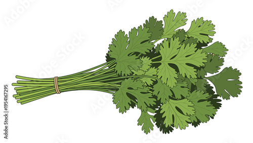 Bunch of fresh green coriander leaves tied together with a simple string shown in a detailed culinary herb illustration.