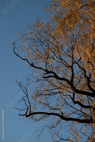 Close-up of autumn birch branches with golden leaves under clear blue sky