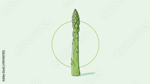 Fresh green asparagus spear depicted inside a thin circle for a minimalist food illustration focused on healthy eating.