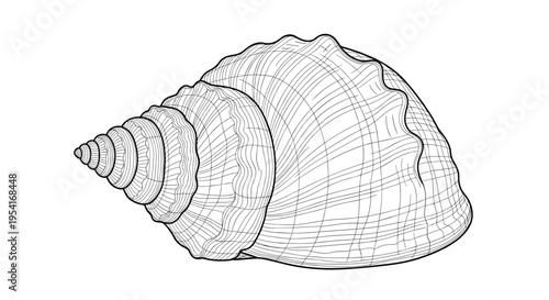 Detailed line art illustration of a spiral sea shell with intricate natural textures and shading on white background.