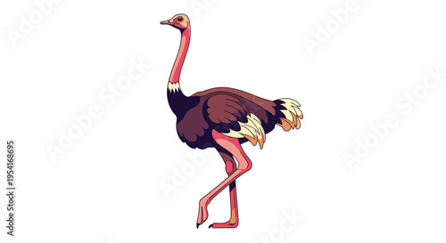 Detailed illustration of a large ostrich standing in a walking pose with realistic feather colors on white background.