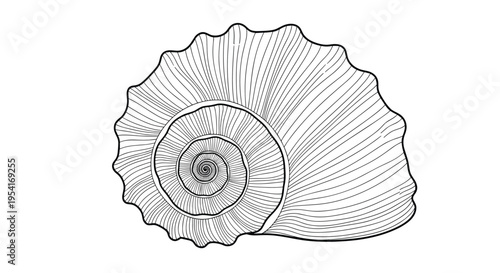 Intricate black and white line drawing of a spiral seashell with fine textures and patterns for marine life art.