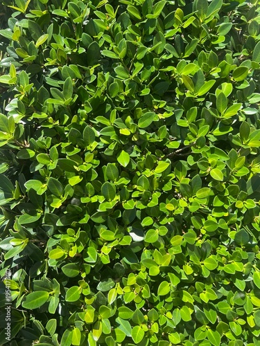 Green tropical leaves background with dense foliage texture
