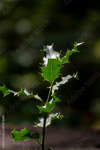 Stechpalme, Ilex mit  grünen Stachel Blättern im Sommer
