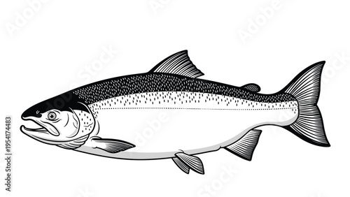 Detailed scientific illustration of a salmon fish shown from a side profile perspective highlighting its scales and fins.
