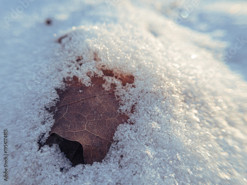 Foto Dead oak leaf half buried in sparkling granular snow in sunlight