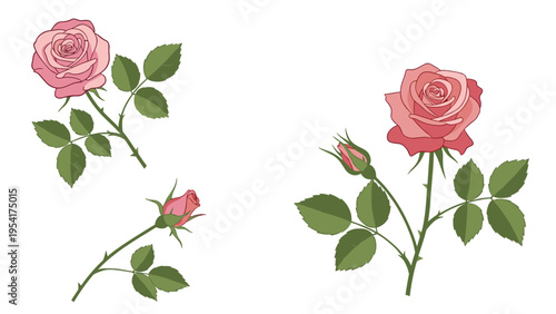 Collection of three elegant pink rose flowers with detailed petals and green leaves on thorny stems for floral decoration or gifts.