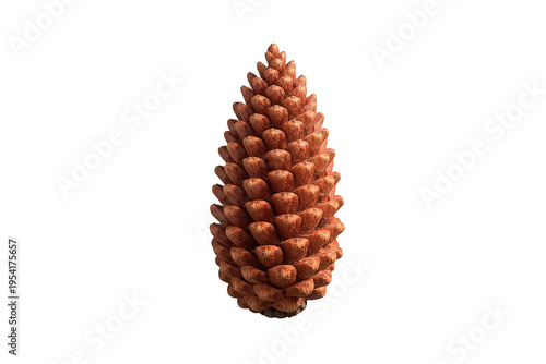 Pine cone standing vertically, showing natural texture and scales, representing nature symbols and forest essence